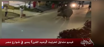بالفيديو: حقيقة وجود وحيد القرن يتجول بشوارع القاهرة