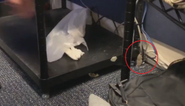بالفيديو: فأر يسقط في حضن إعلامي