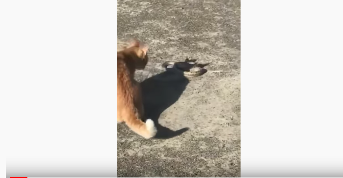 شاهد: قط يقبض على ثعبان حاول الهرب من حديقة حيوانات