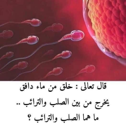 الصلب والترائب في القرآن الكريم