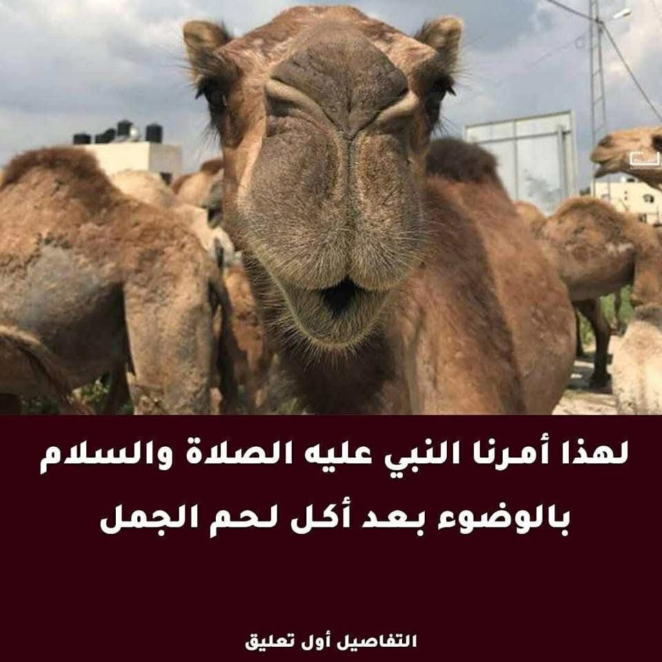 أمر النبي بالوضوء بعد أكل لحم الجمل