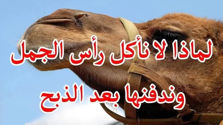 لماذا لا نأكل رأس الجمل