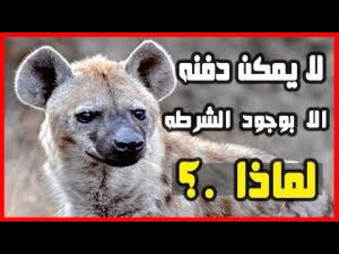 ما هو الحيوان الذي لا يُدفن إلا بحضور الشرطة؟ السبب سيدهشك