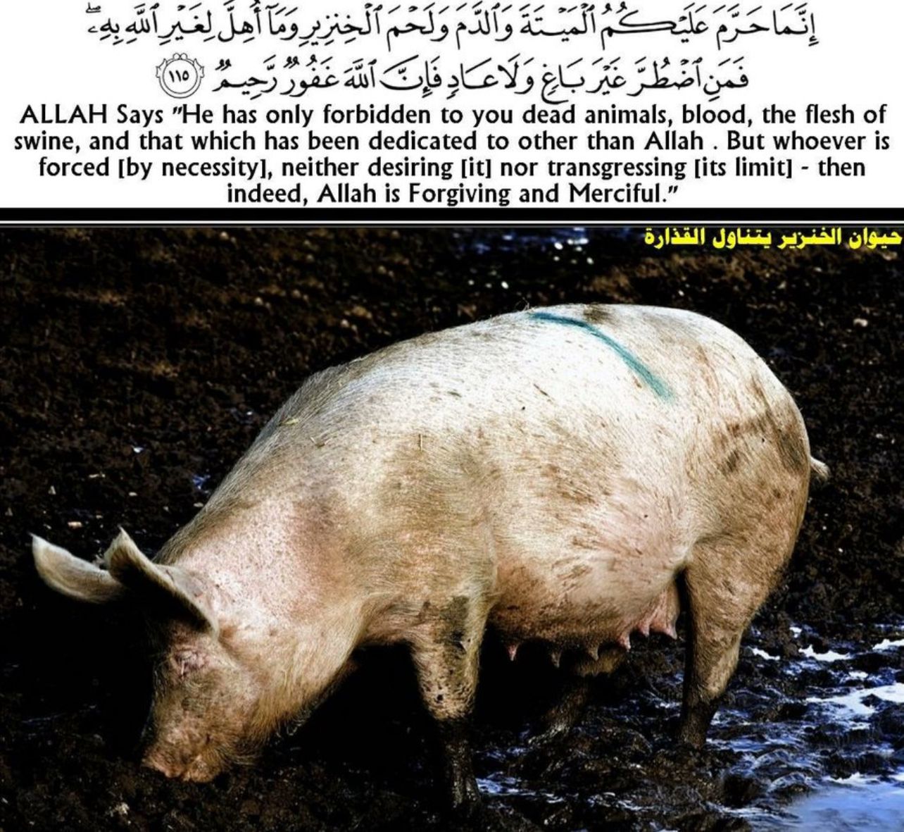 سبب تحريم أكل لحم الخنزير