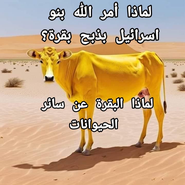 لماذا أمر الله بنو إسرائيل بذبح بقرة