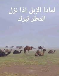 لماذا تبرك الابل على الأرض عند هطول المطر